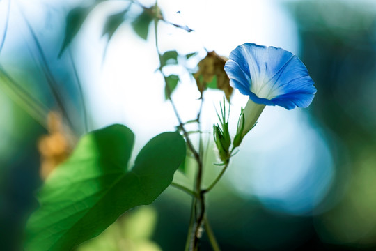 牵牛花