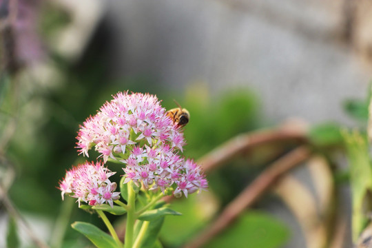 蜜蜂和三七花