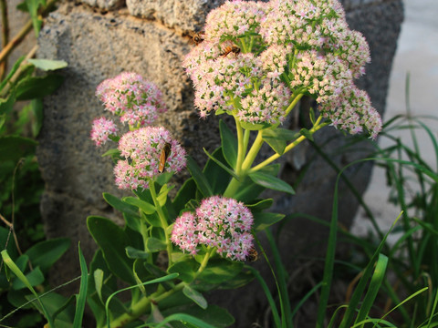 旱三七开花