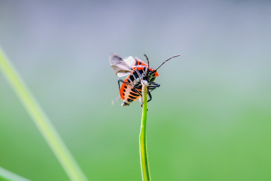 菜蝽