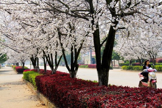 城市风光樱花