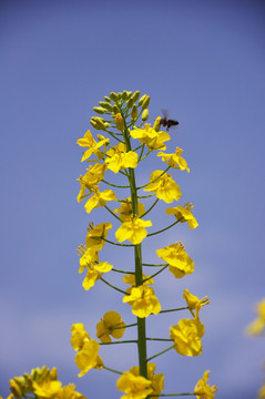 油菜花