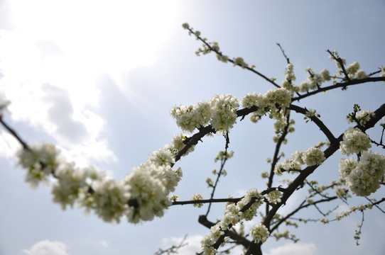 李子花