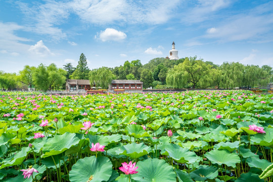 北海公園白塔荷花