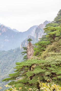 黄山梦笔生花