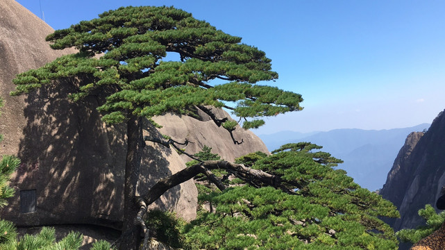 黄山迎客松