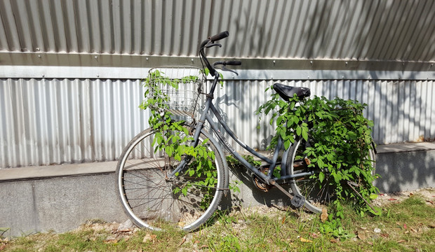 绿叶自行车