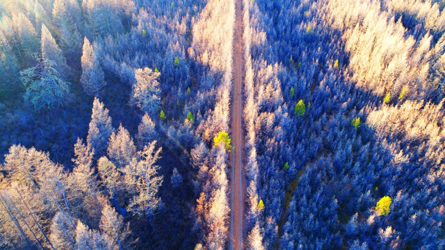 航拍晚秋树林山路