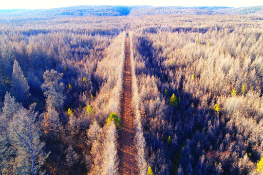 晚秋树林山路