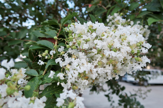 白紫薇花