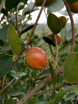 茶花果实