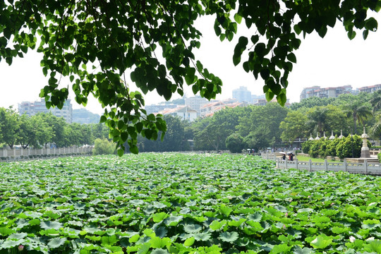 荷塘风景