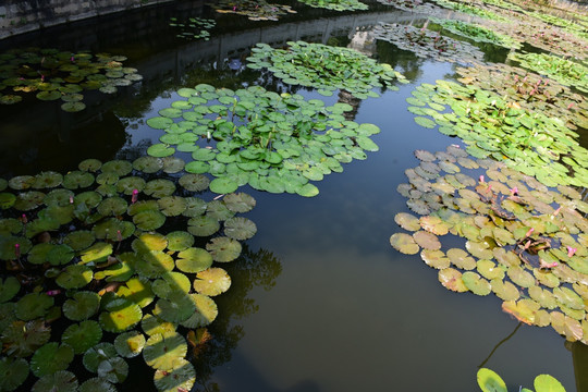 荷花莲花睡莲