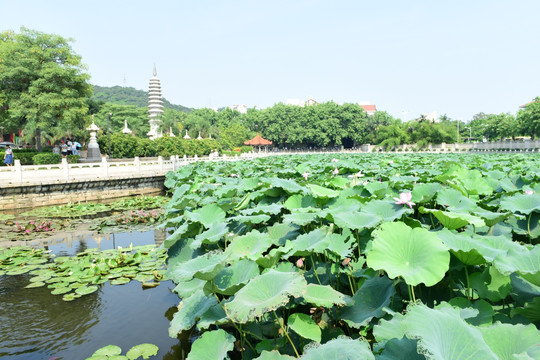 普陀寺荷花池塘