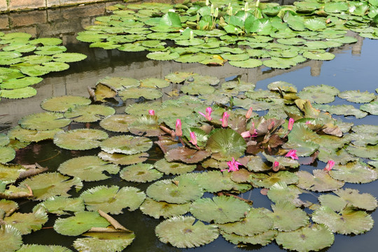 福建南普陀寺荷花池塘