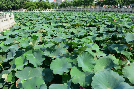 福建南普陀寺荷花池塘