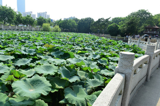 福建南普陀寺荷花池塘