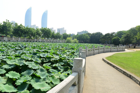 福建南普陀寺荷花池塘