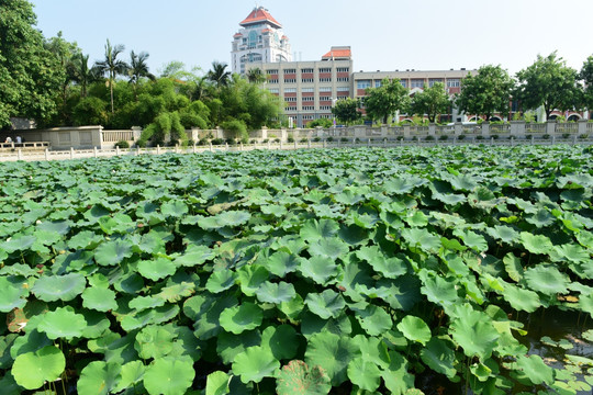 福建南普陀寺荷花池塘