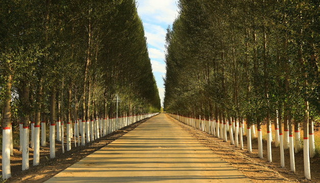 林间道路