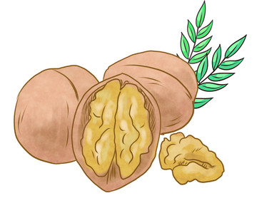 核桃插圖