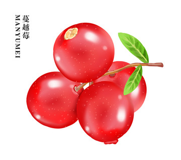 蔓越莓插圖