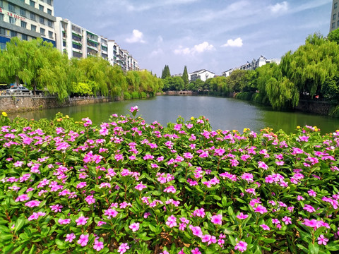 衢州南湖蔓长春花花圃