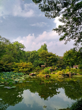 杭州植物园山水园水池