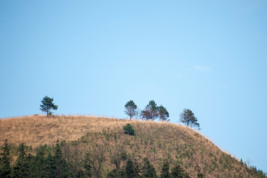 山坡小树