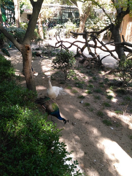 上海动物园孔雀