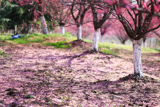 梅花林