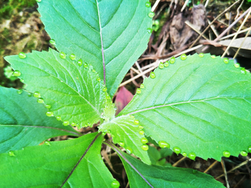 野草