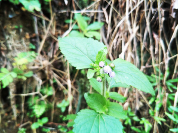 野草