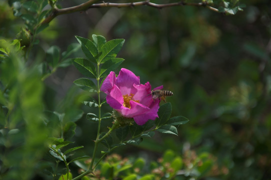 野花蜜蜂