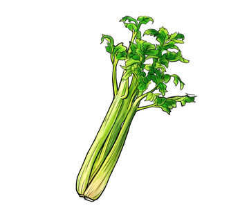 芹菜插畫