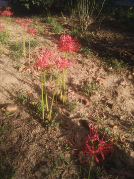 美丽的彼岸花