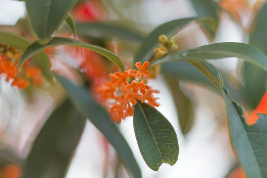 橙色桂花树