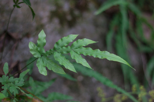 蕨类植物