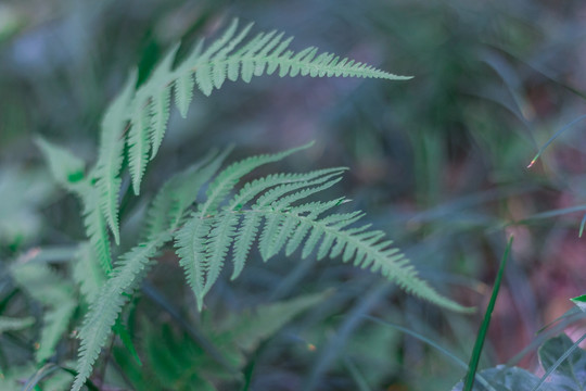 蕨类植物