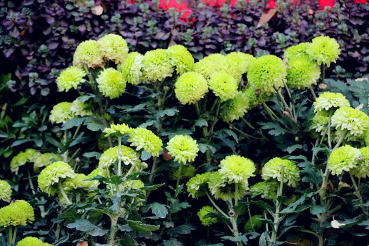 不是偏爱菊此花开尽更无花