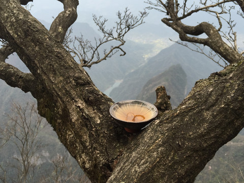 天门山上品茶