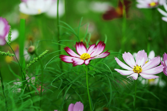 波斯菊