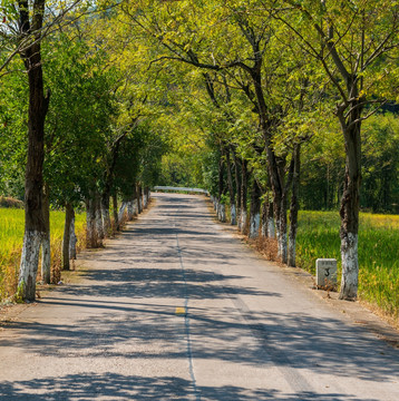 一排树木的道路