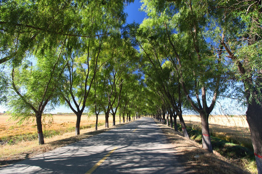 田间路