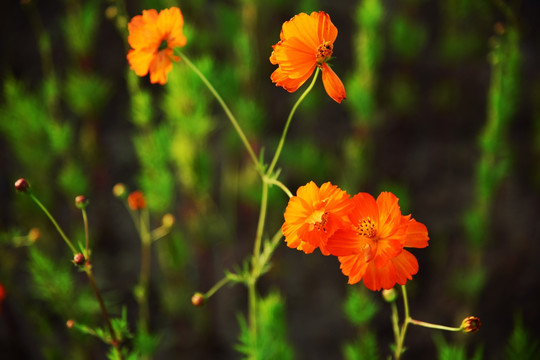 波斯菊格桑花