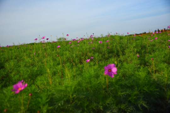 波斯菊格桑花