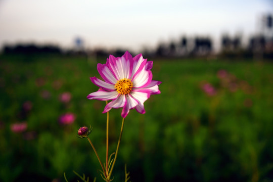 波斯菊格桑花