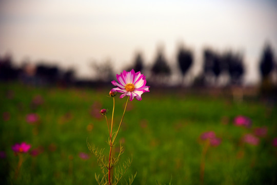 波斯菊格桑花