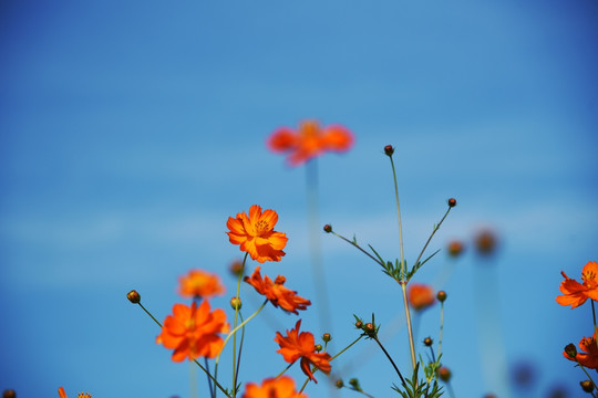 波斯菊格桑花