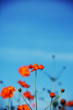 波斯菊格桑花